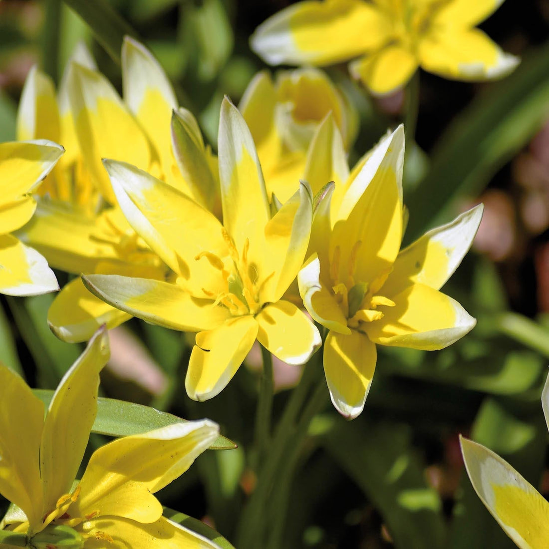 Tulpe 'Tarda'