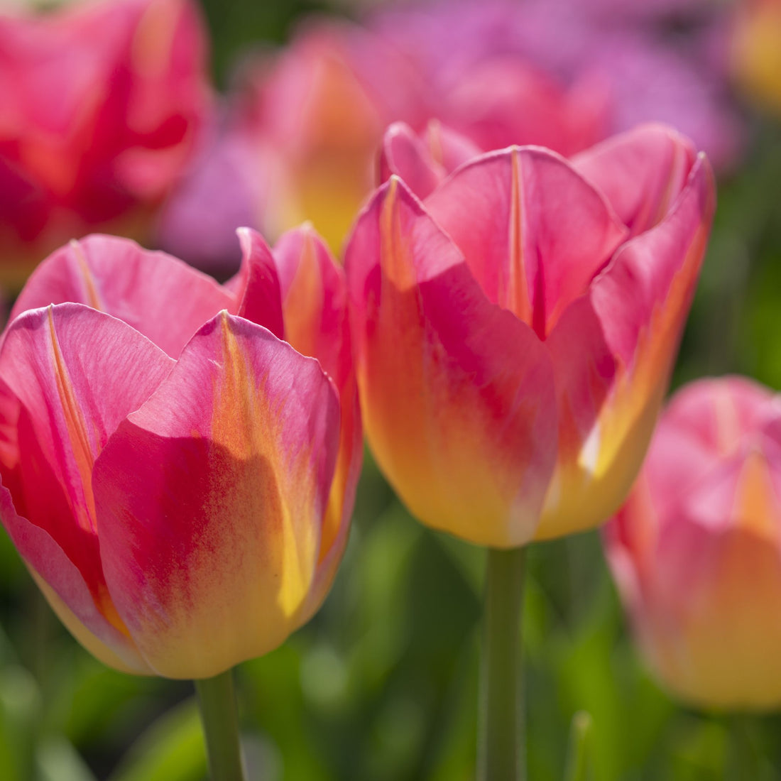 Tulpe 'Tom Pouce'