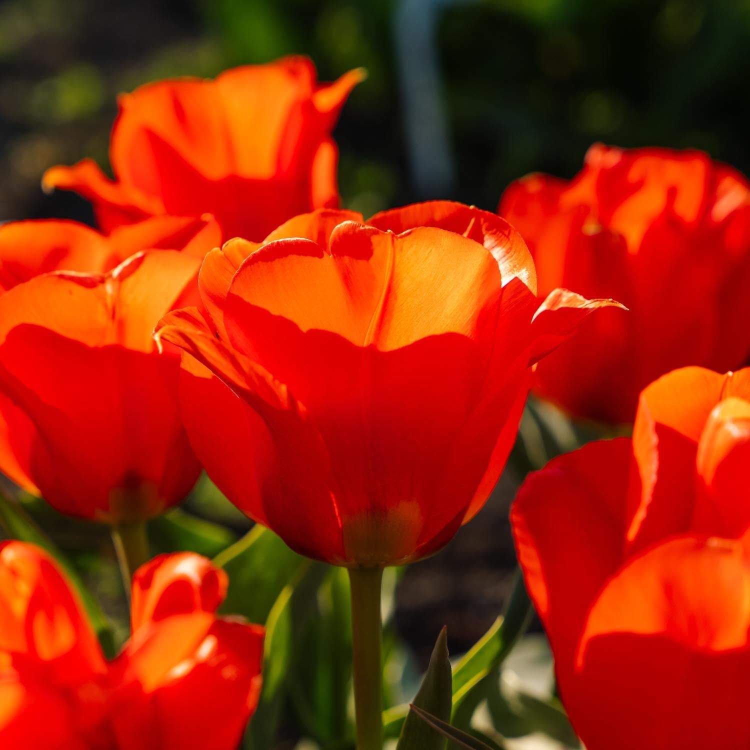 Tulpe 'Toronto'