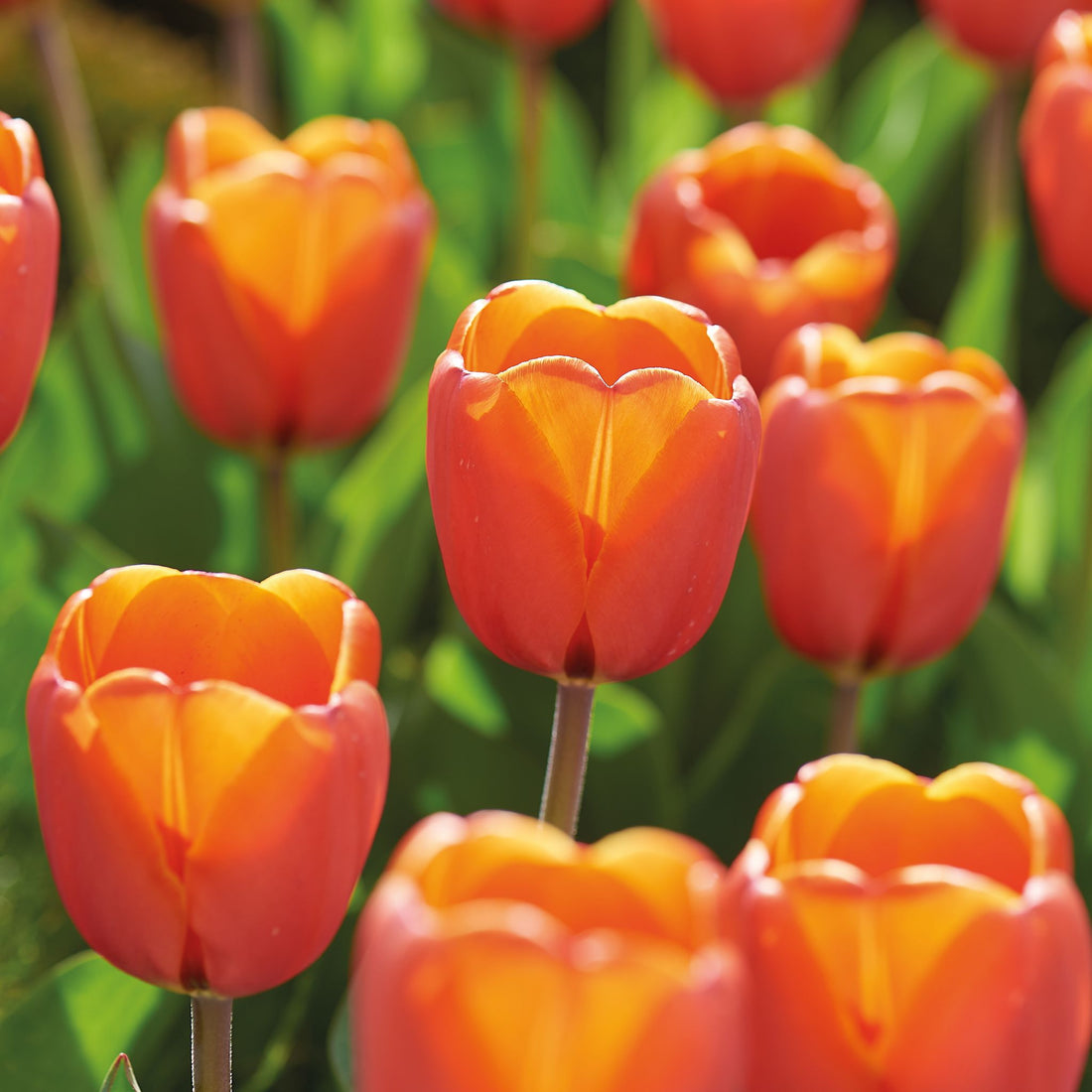 Tulpe 'Triple A'
