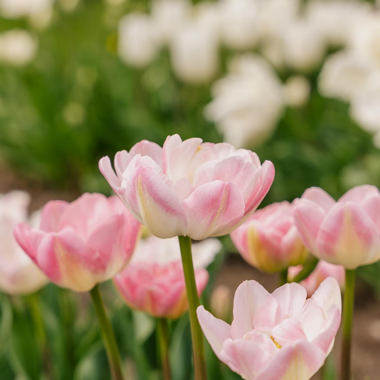 Tulpe 'Upstar'