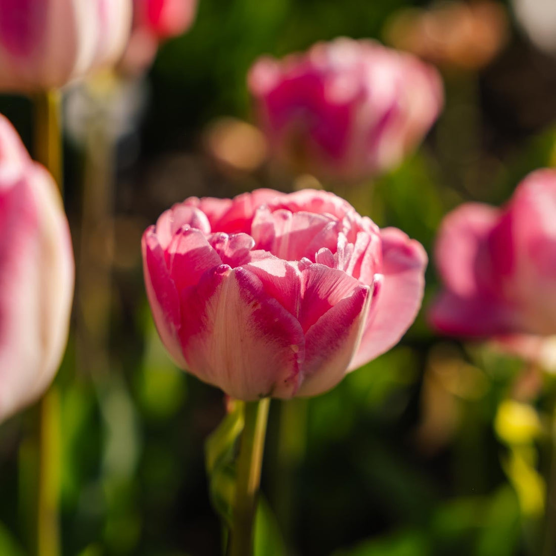 Tulpe 'Upstar'