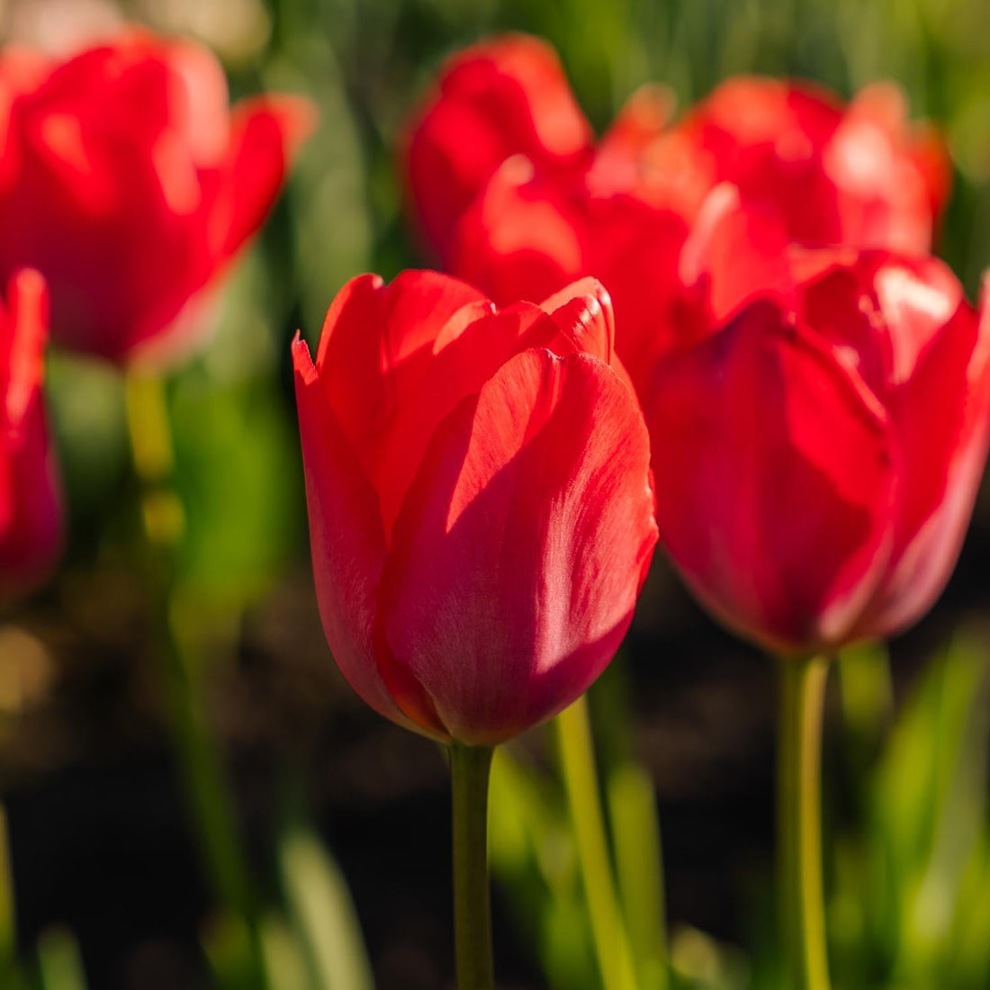 Tulpe 'Van Eijk'