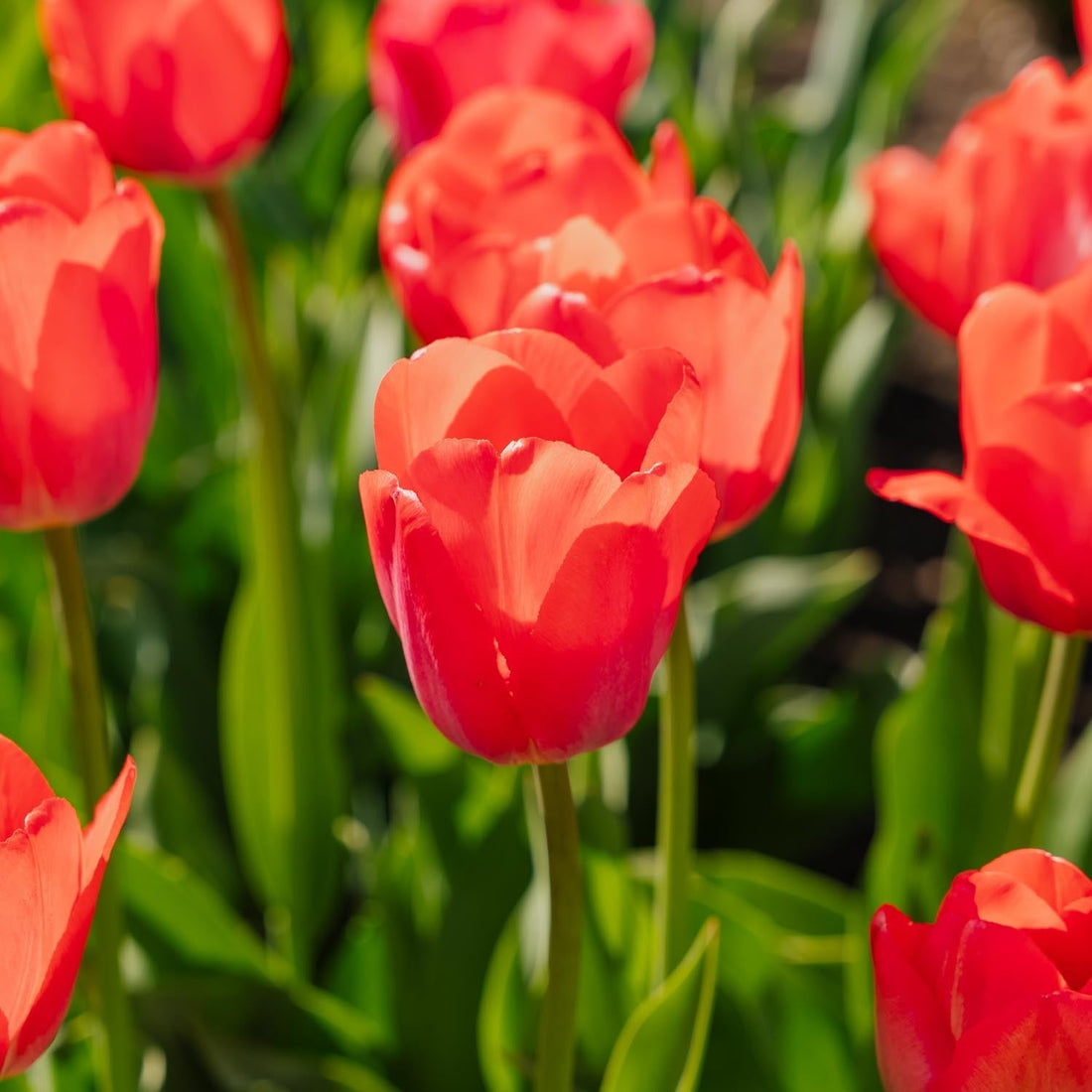 Tulpe 'Van Eijk'