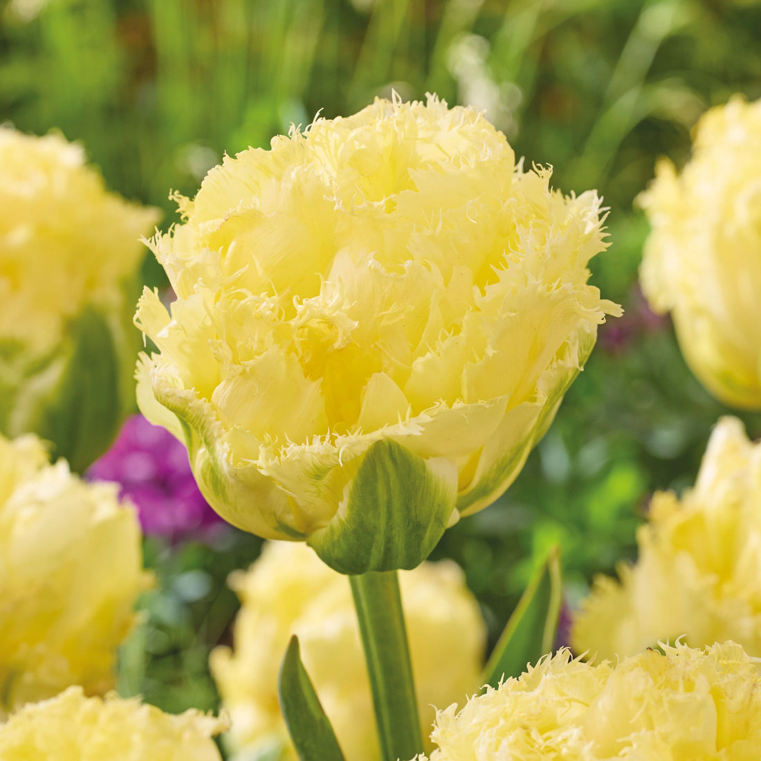 Tulpe 'Vanilla Dance'