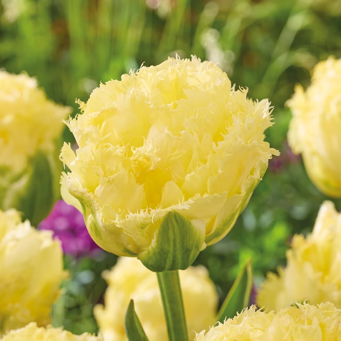 Tulpe 'Vanilla Dance'