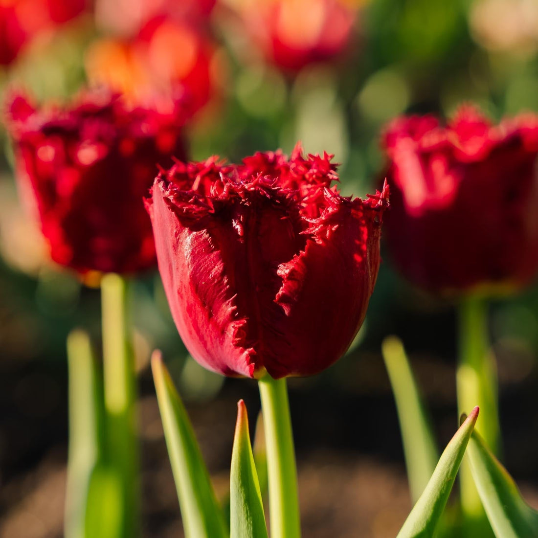 Tulpe 'Versaci'