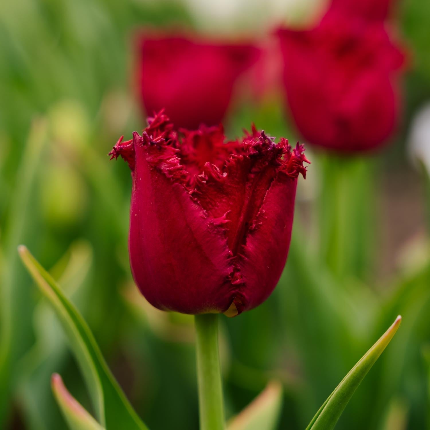 Tulpe 'Versaci'