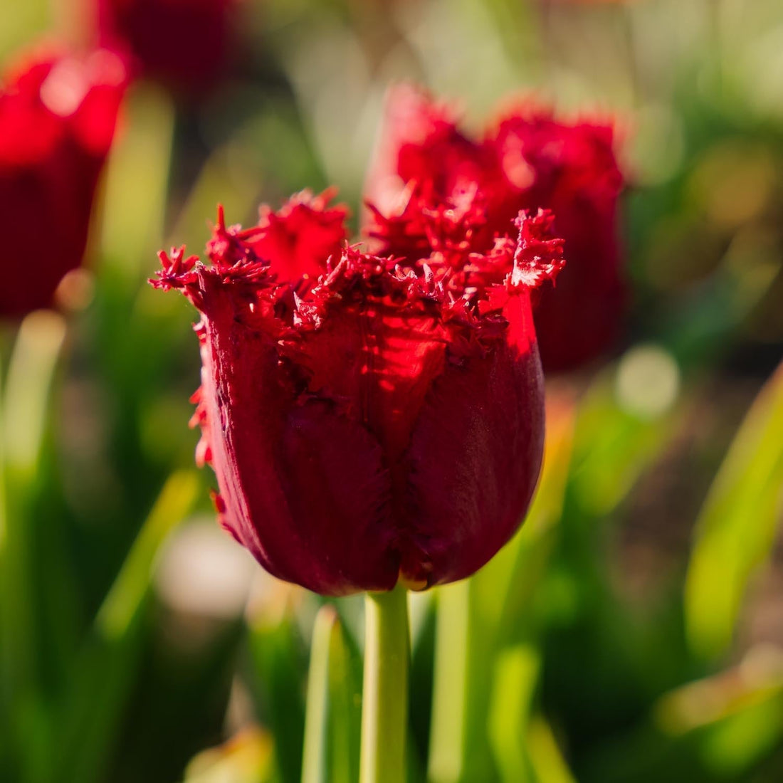 Tulpe 'Versaci'