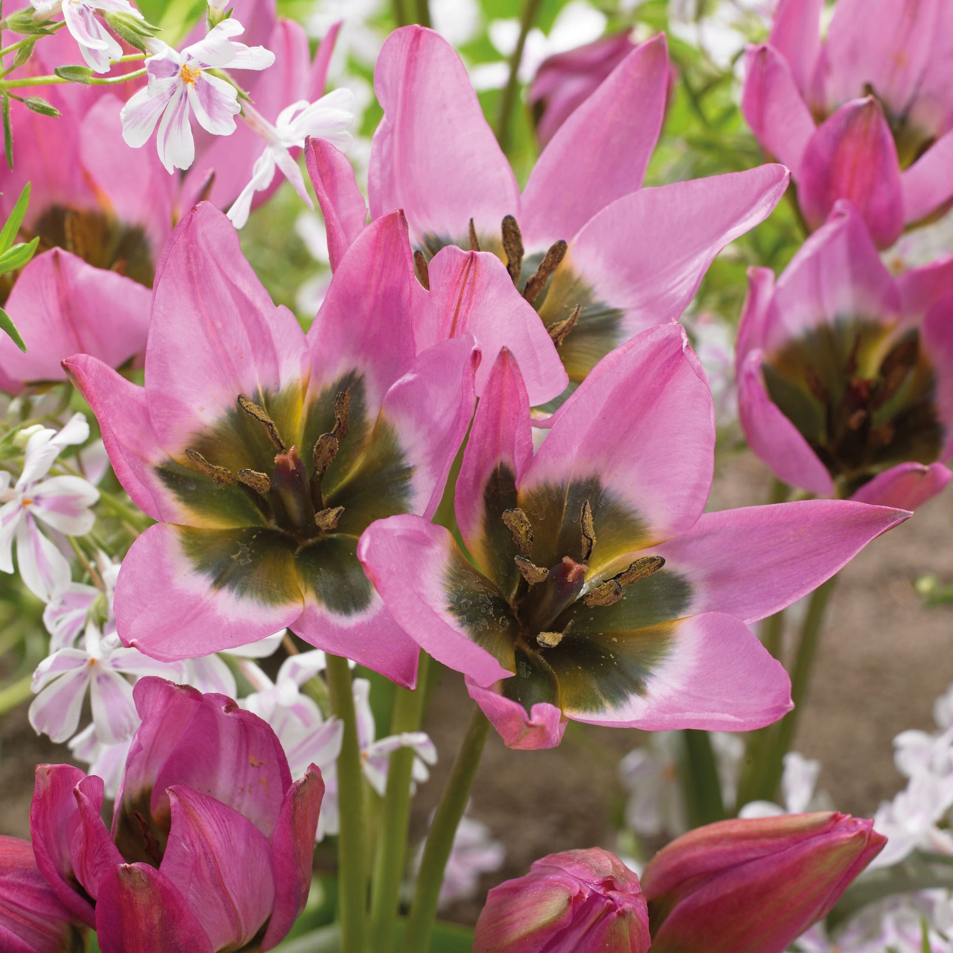 Tulpe 'Violetta'