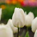 Tulpe 'White Prince'