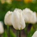 Tulpe 'White Prince'