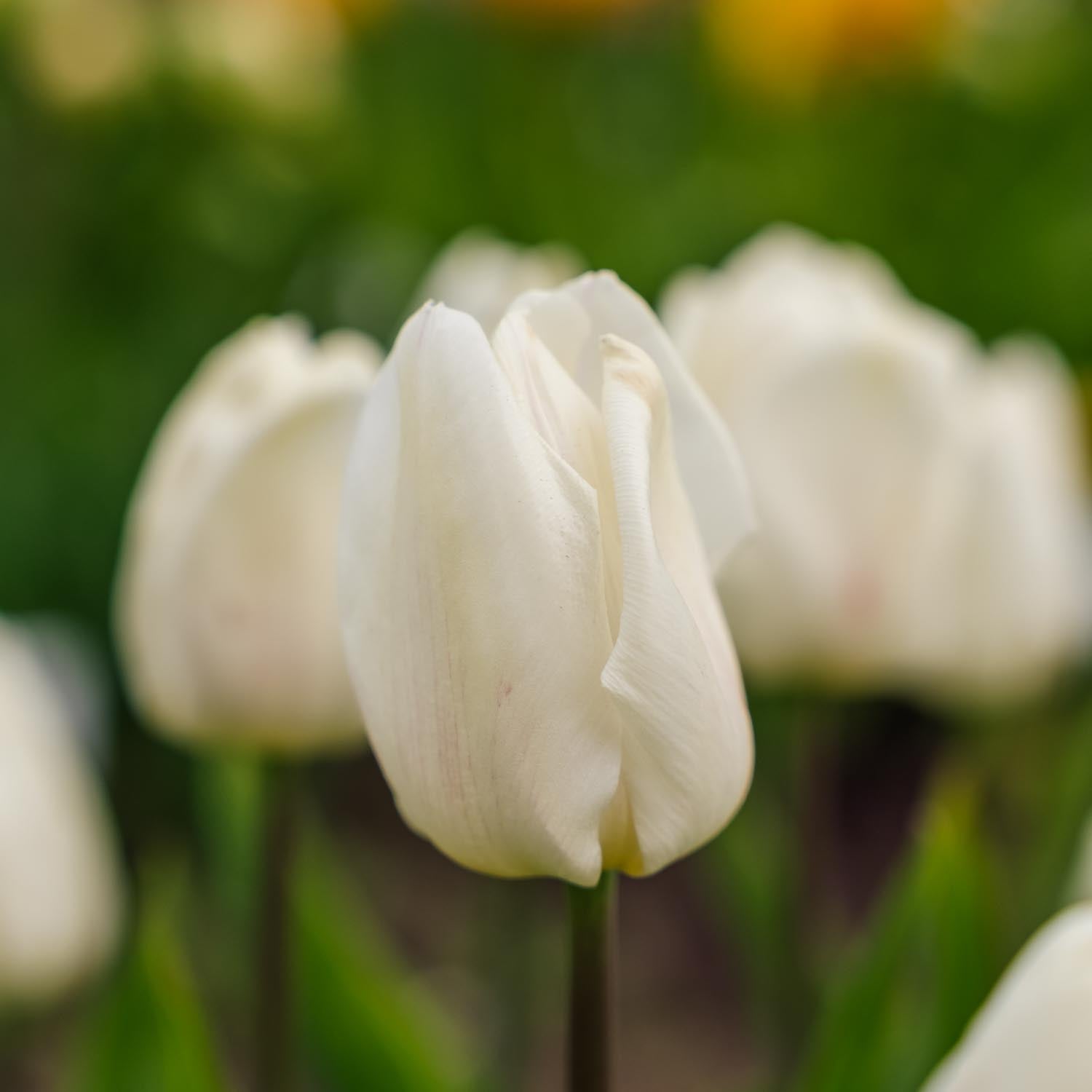 Tulpe 'White Prince'