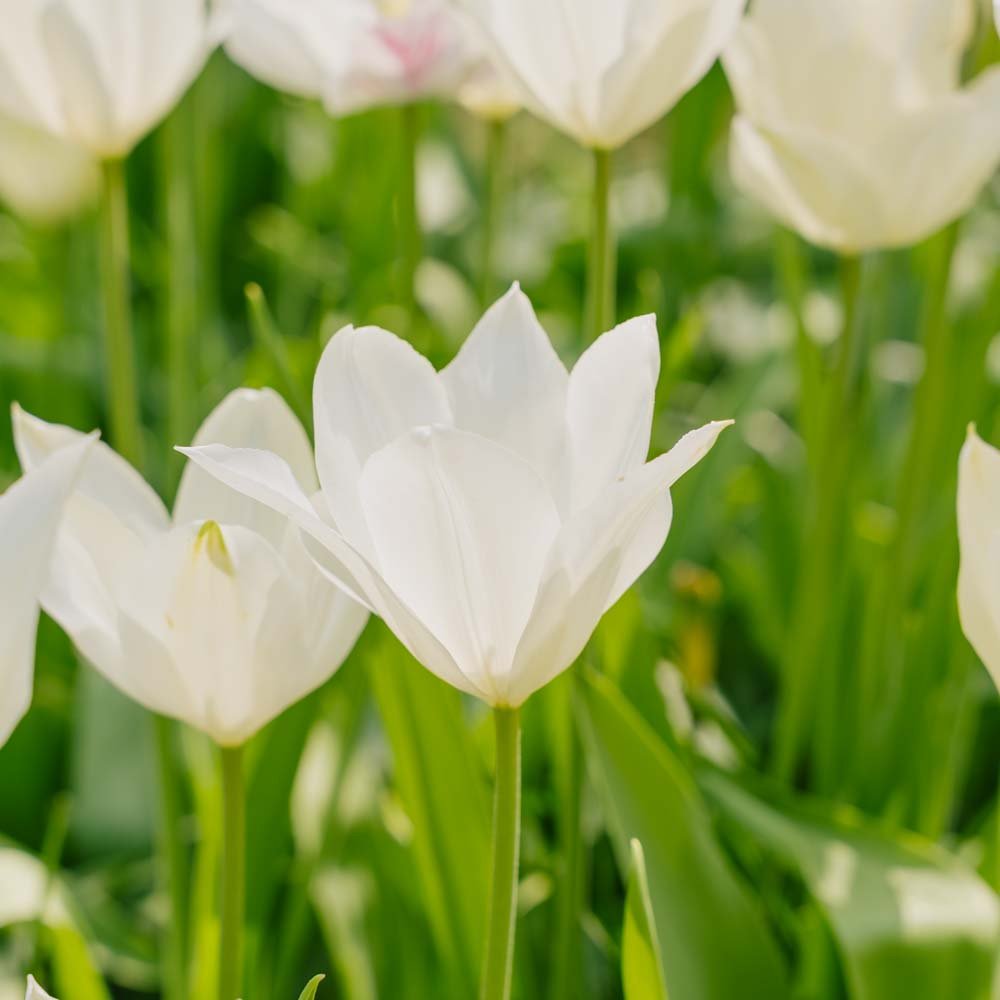 Tulpe 'White Triumphator'