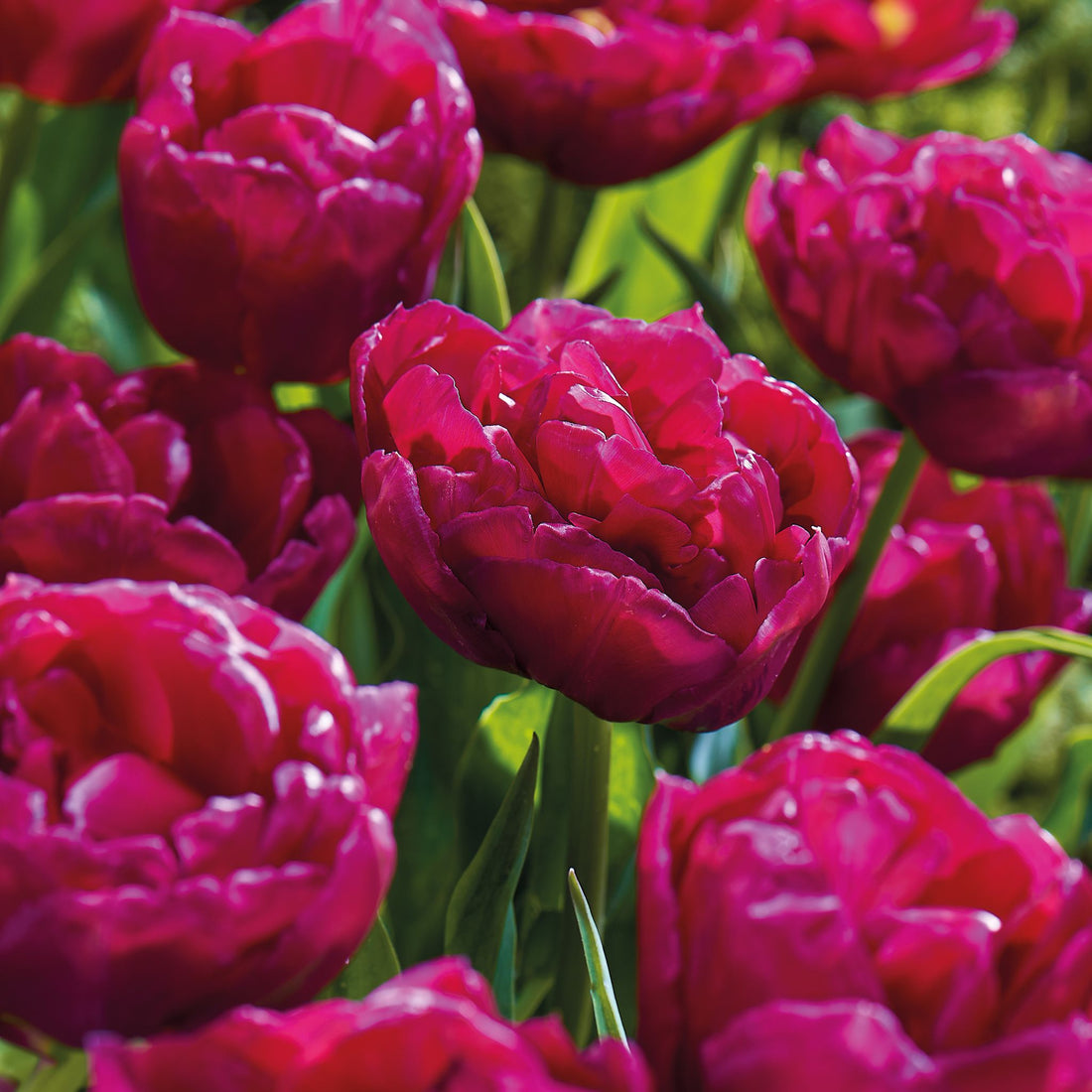 Tulpe 'World Bowl'