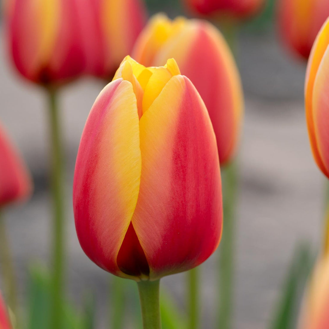 Tulpe 'World Peace'