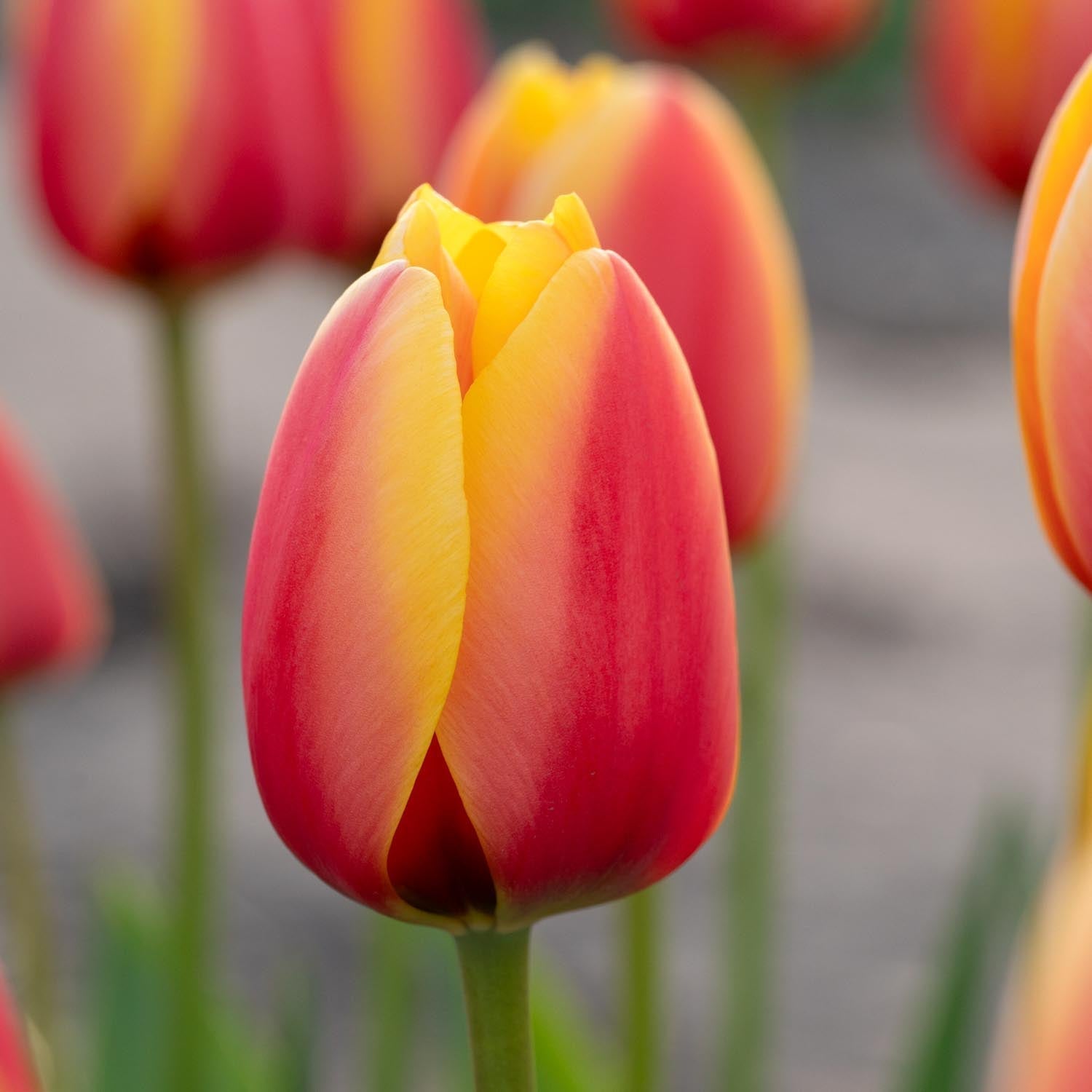 Tulpe 'World Peace'