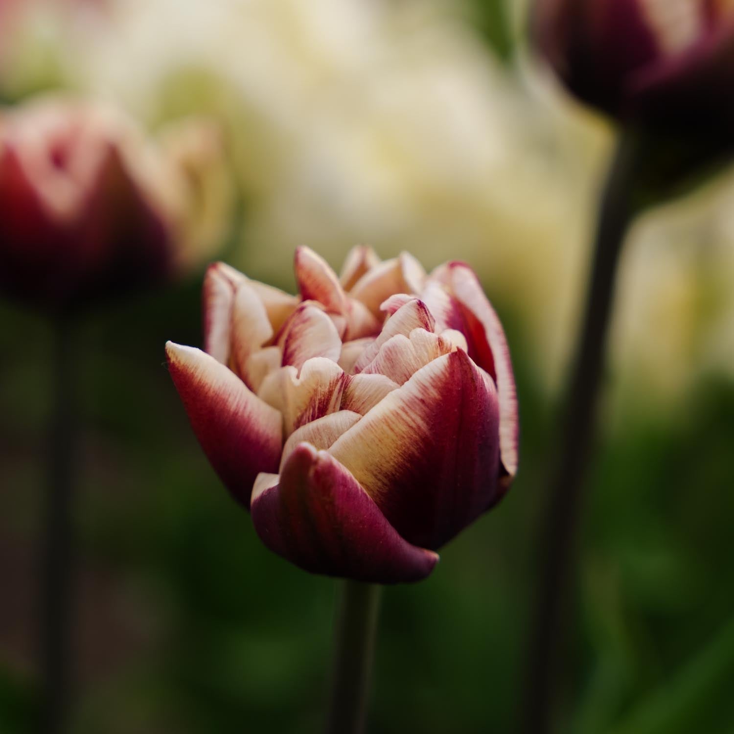Tulpe 'Wyndham'