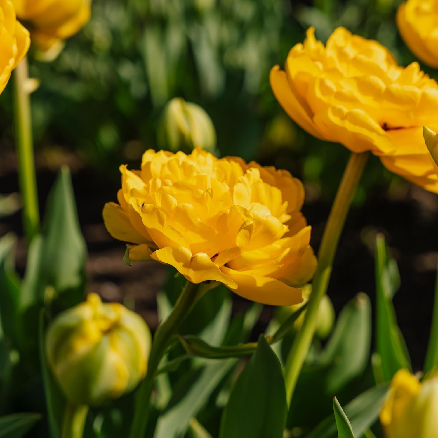 Tulpe 'Yellow Pomponette'