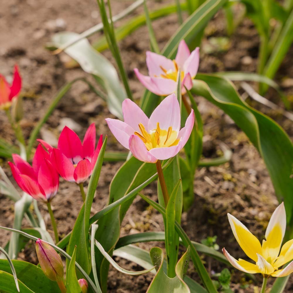 Tulpeblanding 'Botanical Mixed'