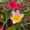 Tulpeblanding 'Botanical Mixed'