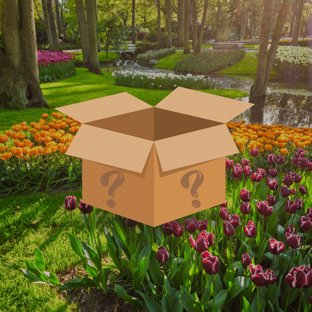 Tulpen Mystery Box