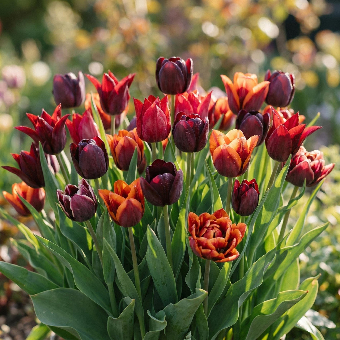 Tulpenmischung 'After Dusk Bouquet Mix'