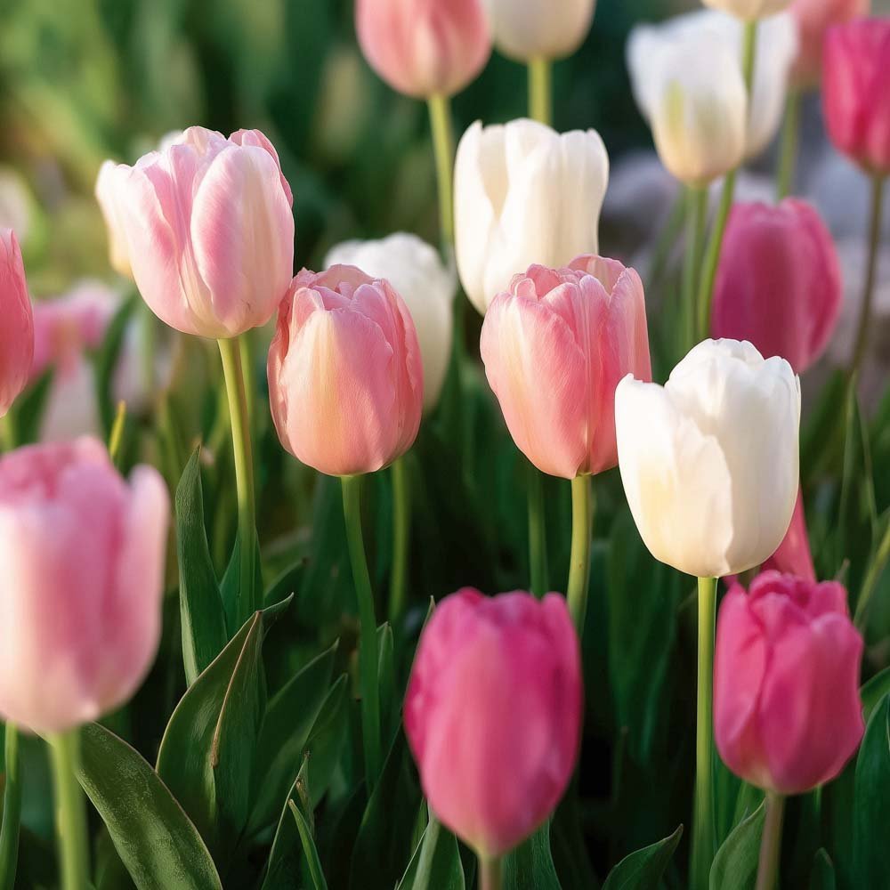 Tulpenmischung 'Apple Blossom Mixed'