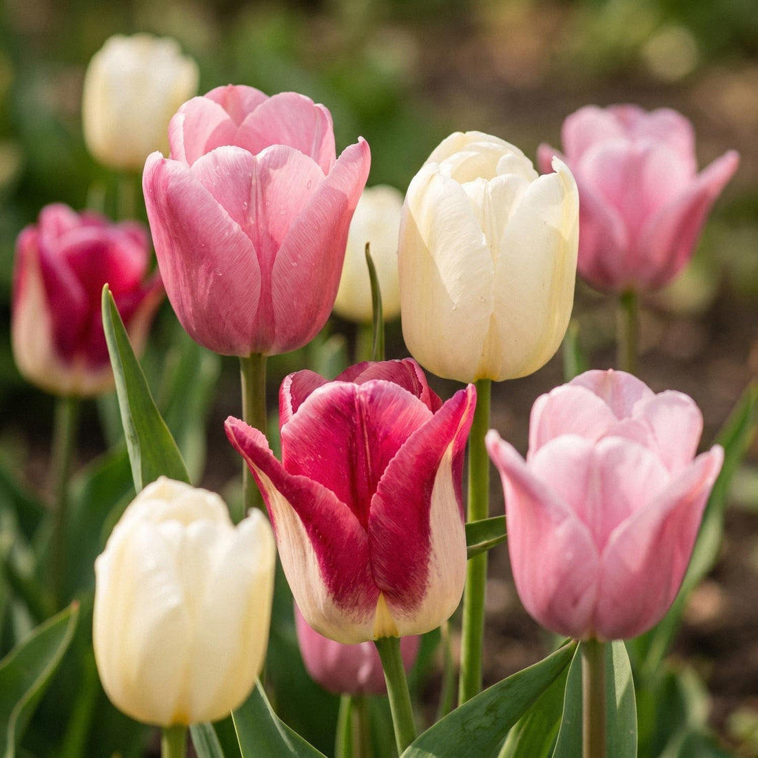Tulpenmischung 'Apple Blossom Mixed'