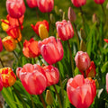 Tulpenmischung 'Darwin Hybrid Mixed'