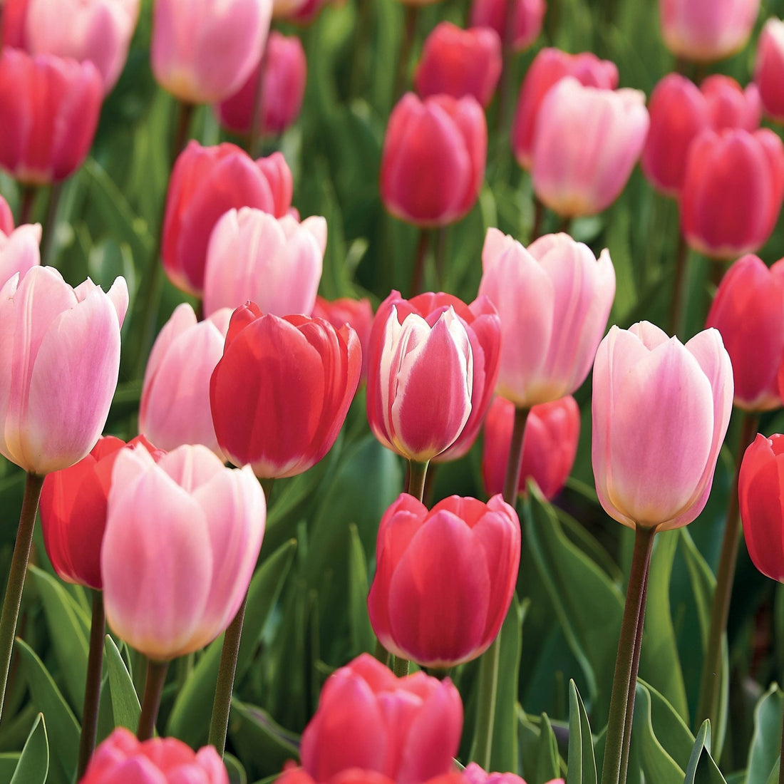 Tulpenmischung 'Delight Mixed'