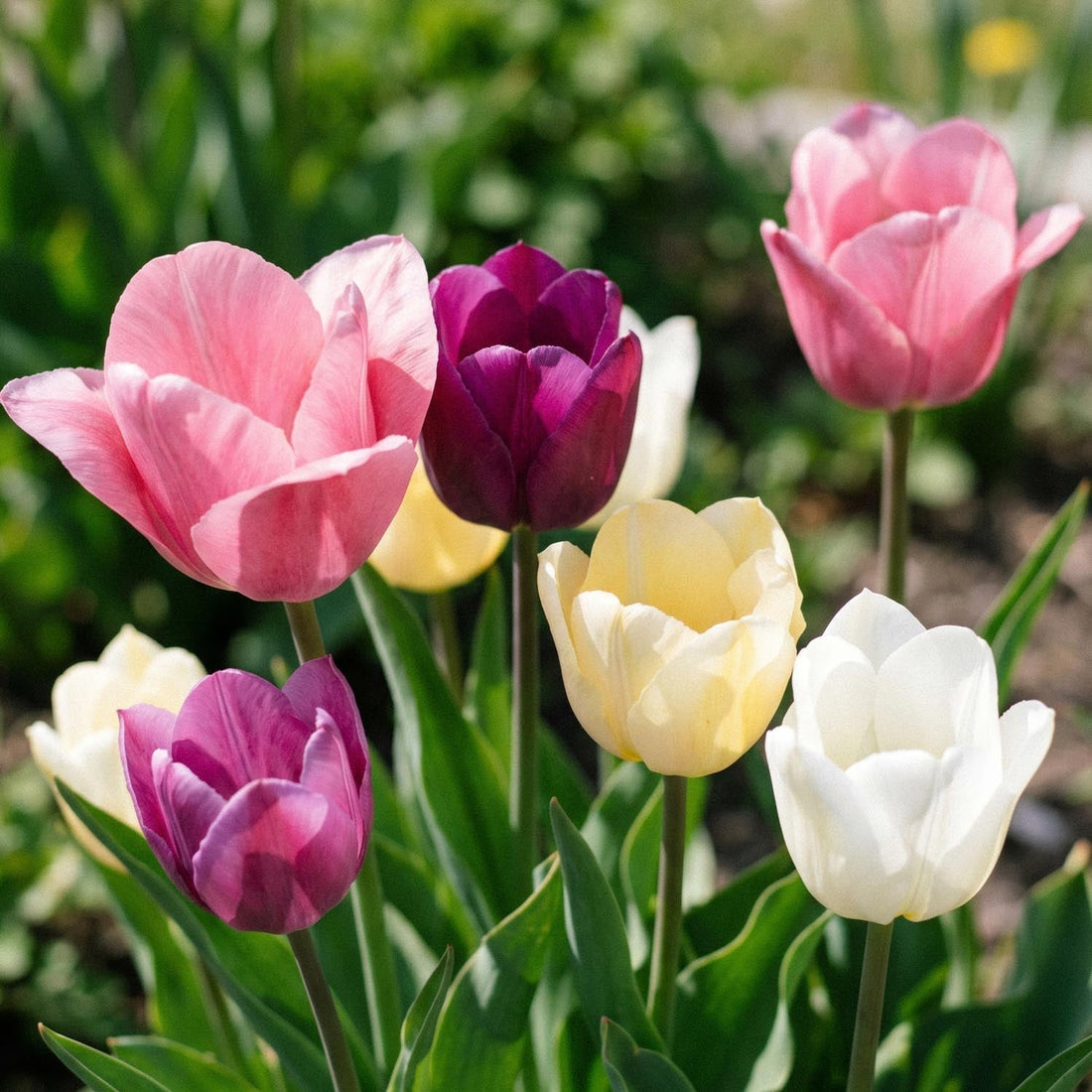 Tulpenmischung 'Easter Basket Mixed'
