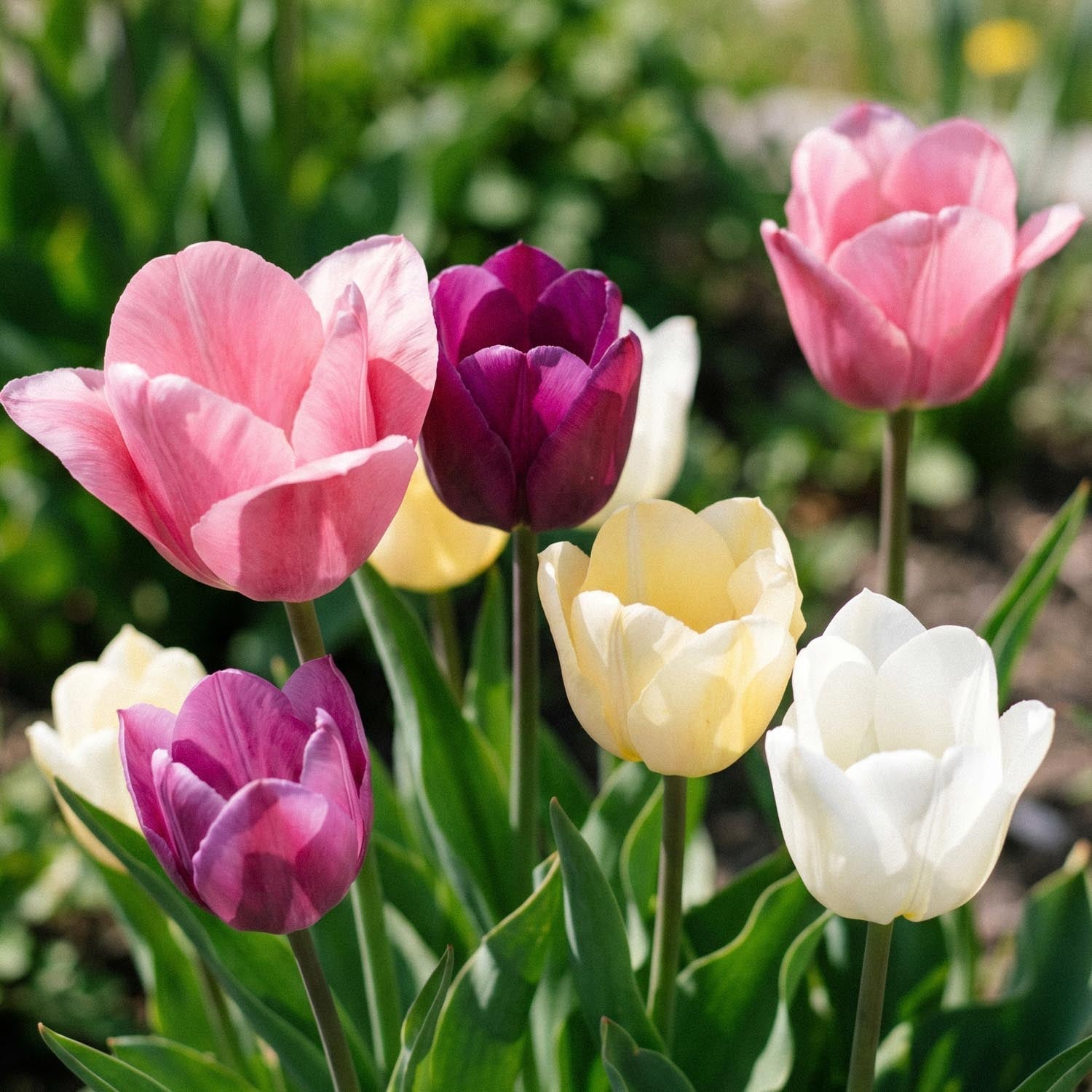 Tulpenmischung 'Easter Basket Mixed'