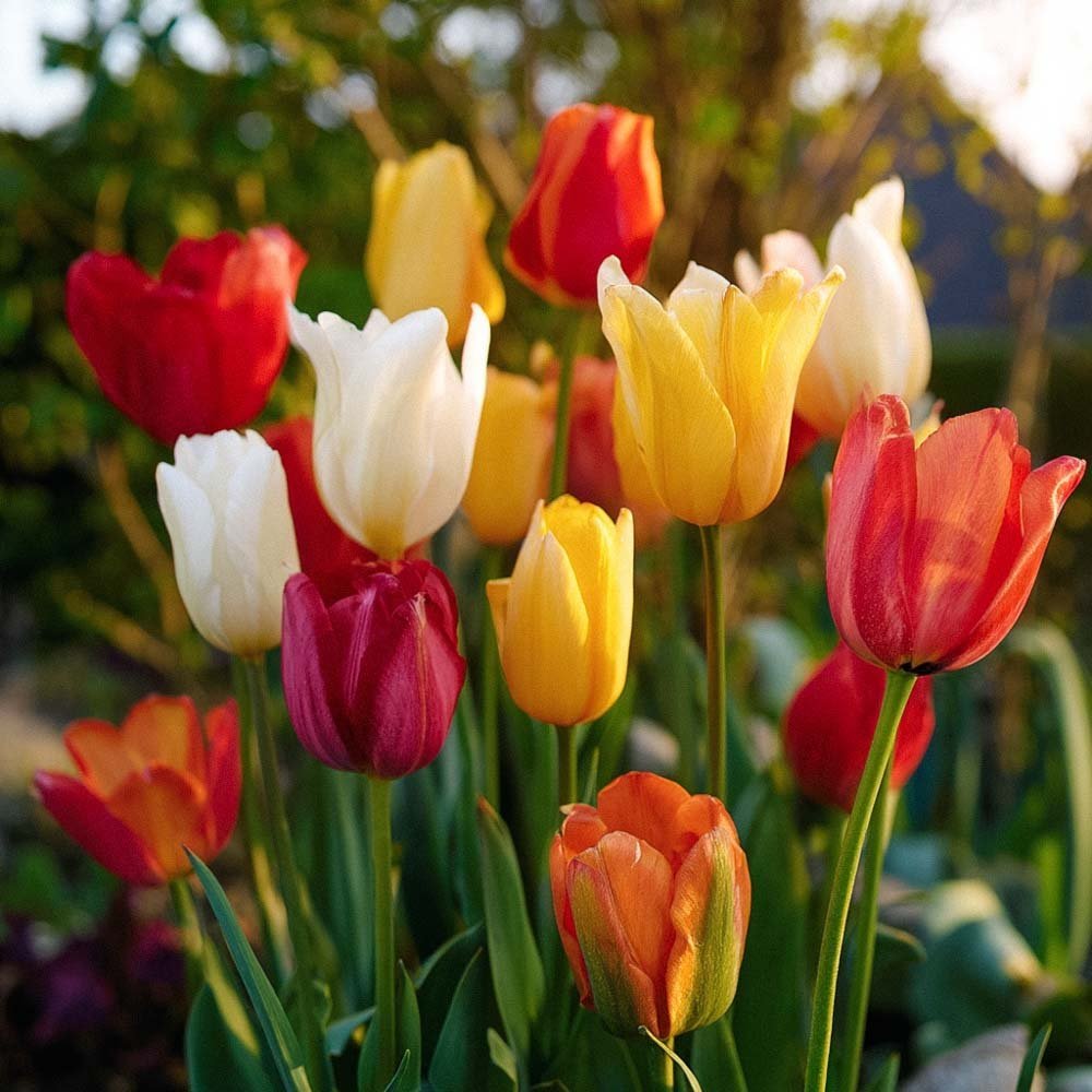 Tulpenmischung 'Fosteriana Mixed'