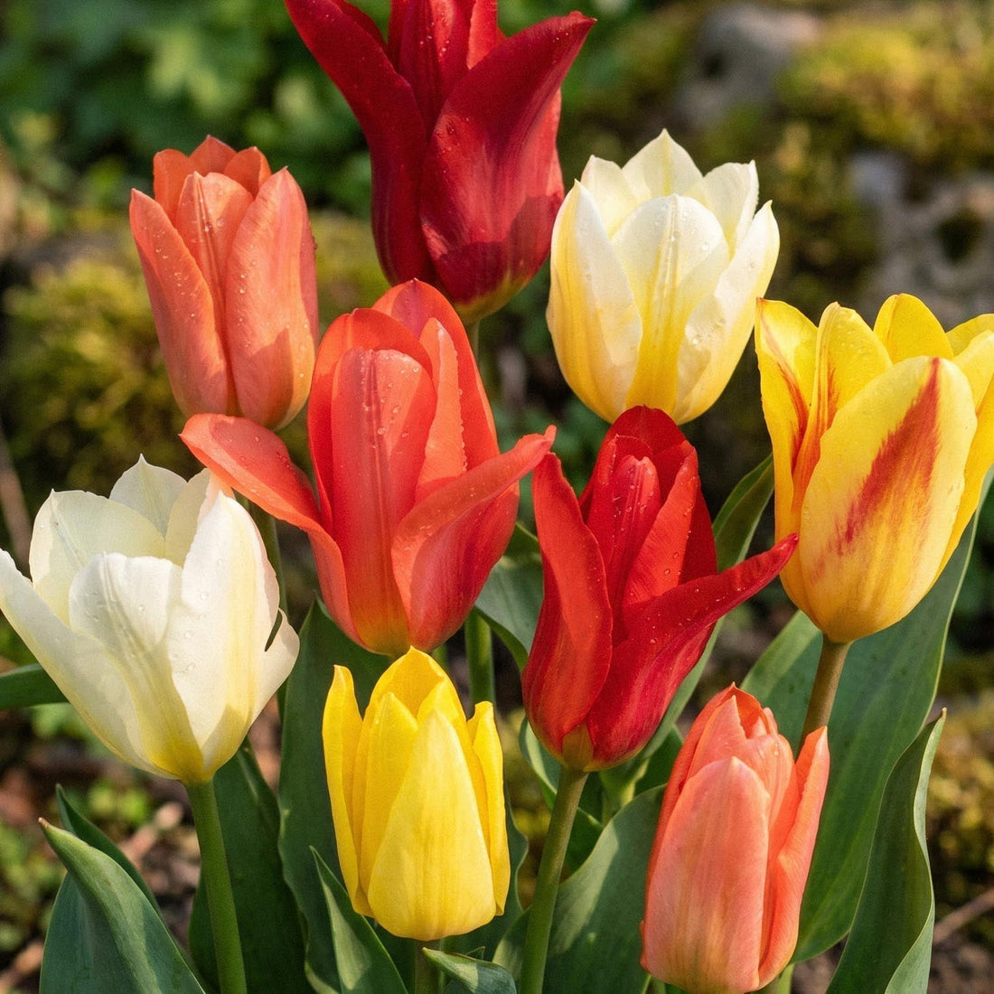 Tulpenmischung 'Fosteriana Mixed'