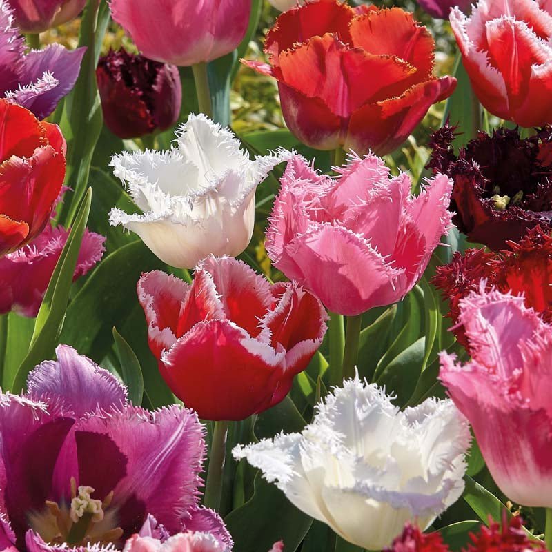 Tulpenmischung 'Fringed Mixed'