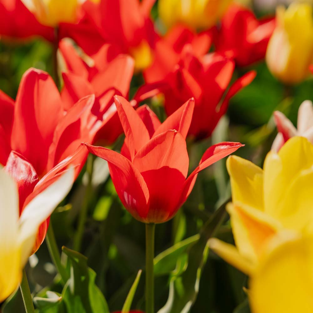 Tulpenmischung 'Greigii Mixed'
