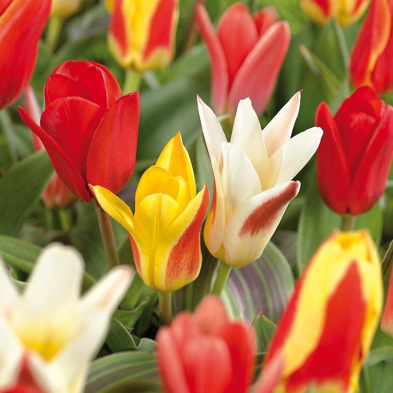 Tulpenmischung 'Kaufmanniana Mixed'
