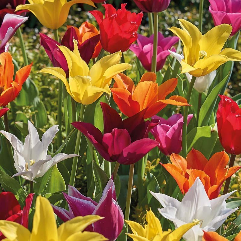 Tulpenmischung 'Lily Flowering Mixed'