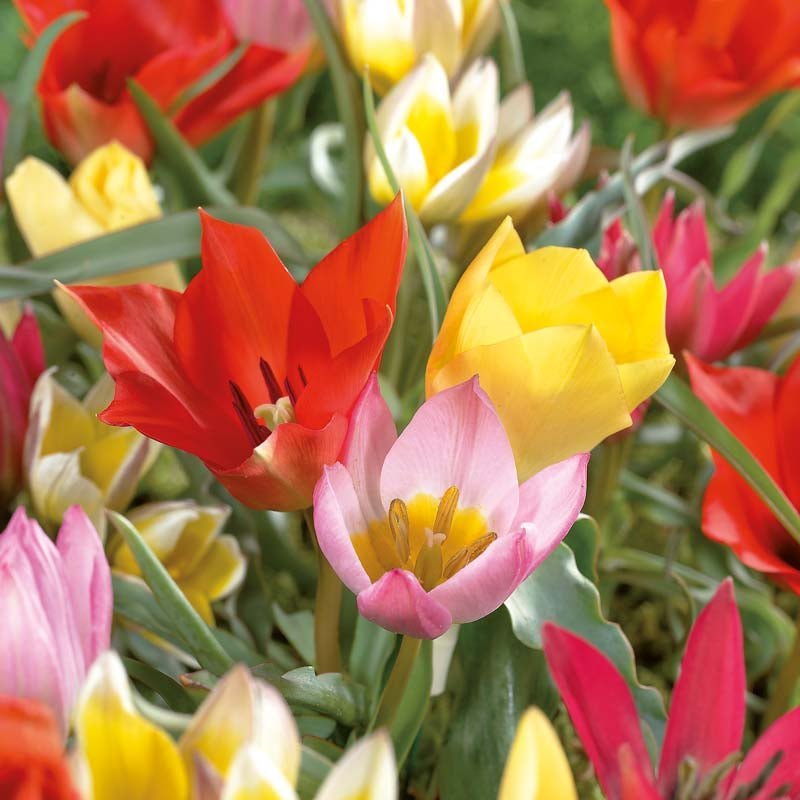 Tulpenmischung 'Miniature Mixed'