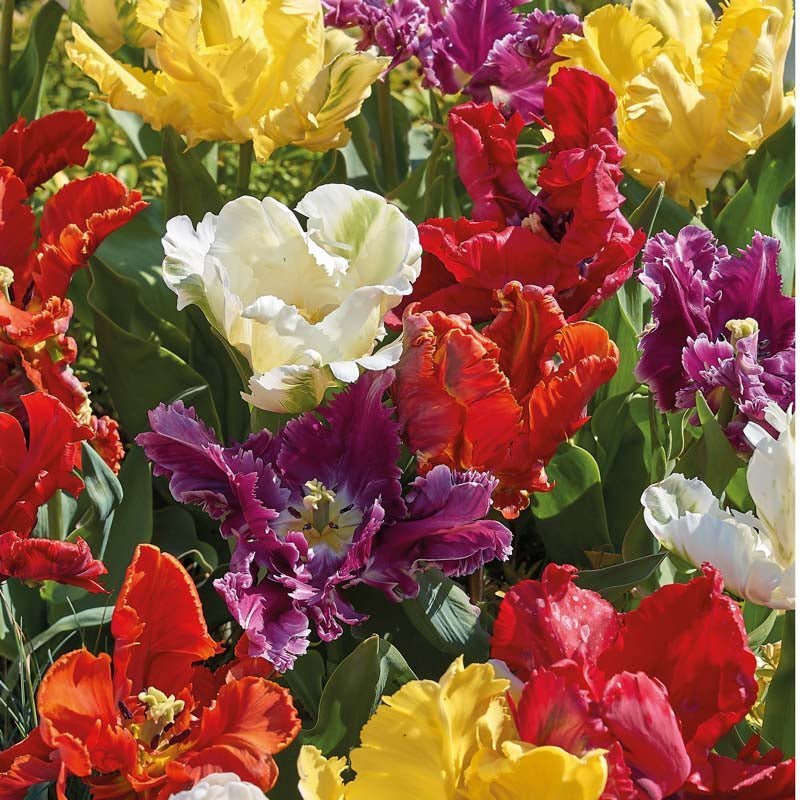 Tulpenmischung 'Parrot Mixed'