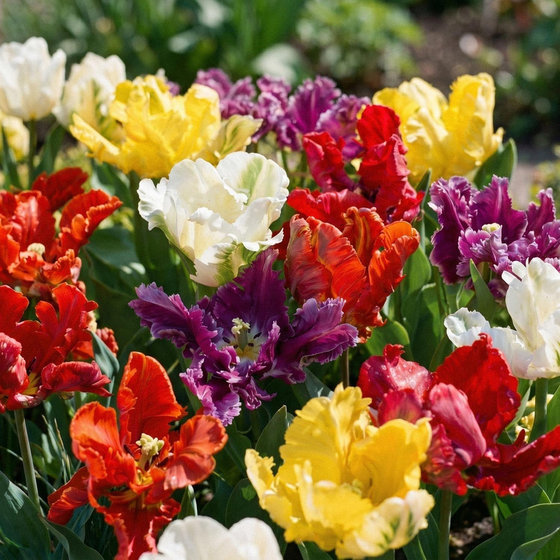 Tulpenmischung 'Parrot Mixed'