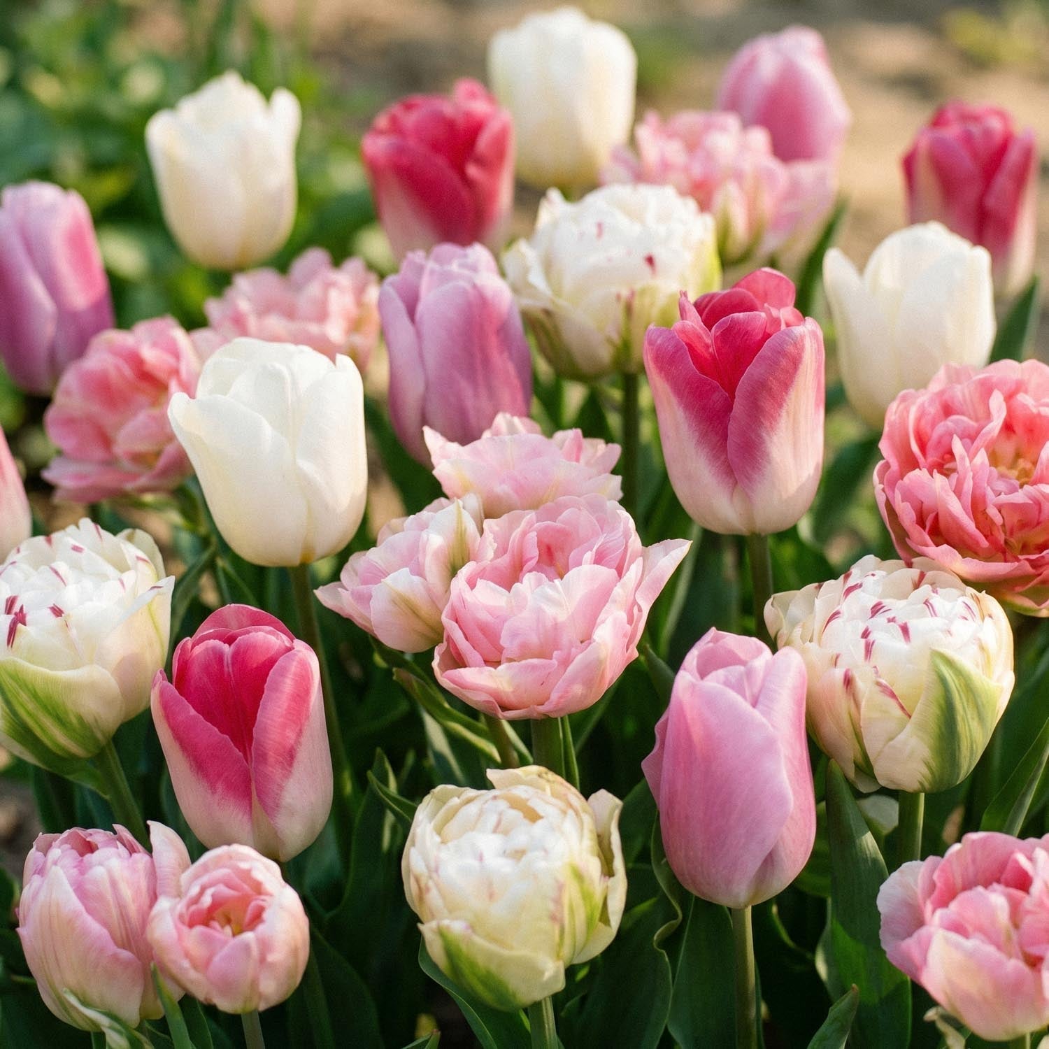 Tulpenmischung 'Pink White Mixed'