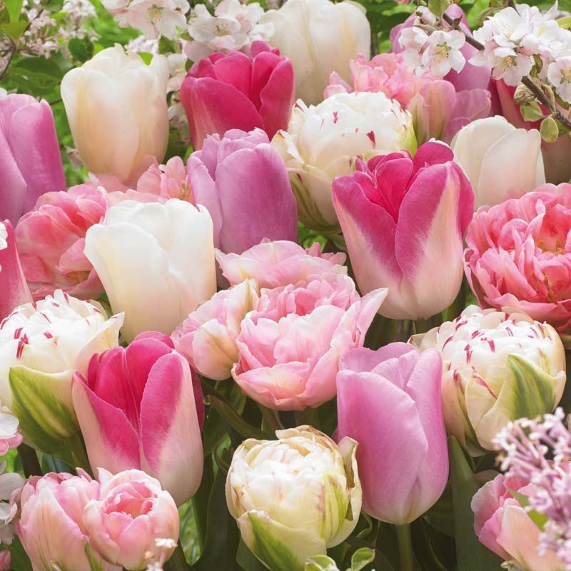 Tulpenmischung 'Pink - White Mixed'