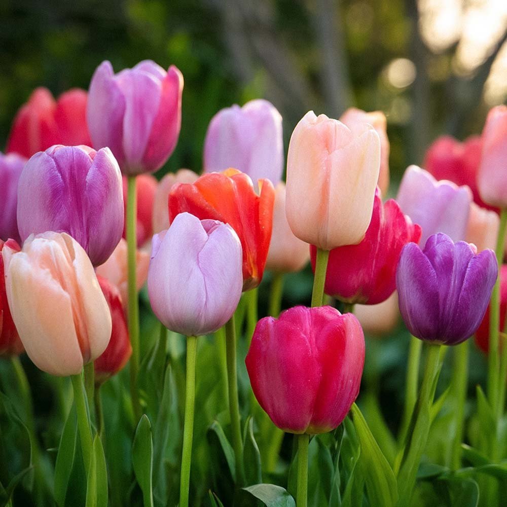 Tulpenmischung 'Pride Mixed'