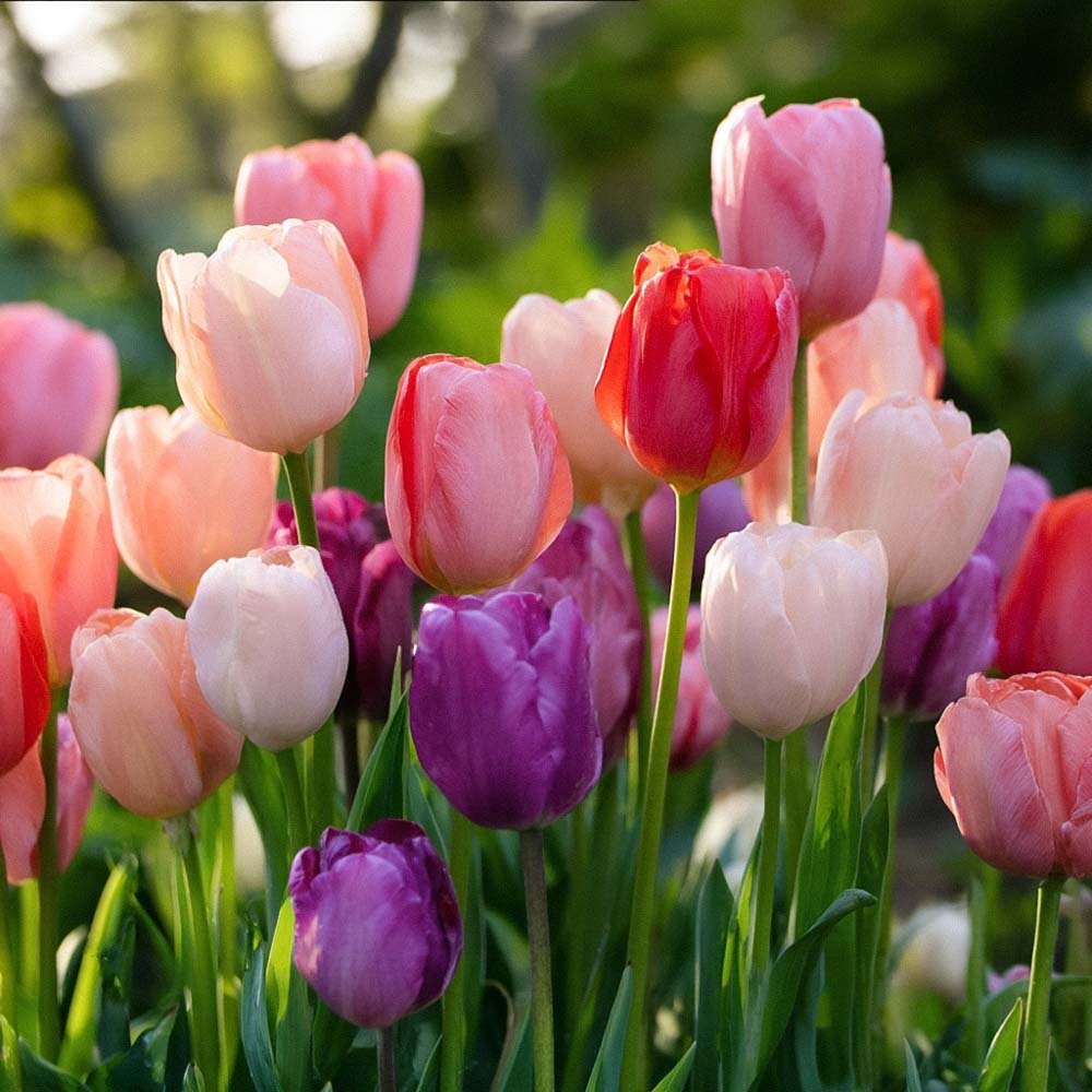 Tulpenmischung 'Pride Mixed'