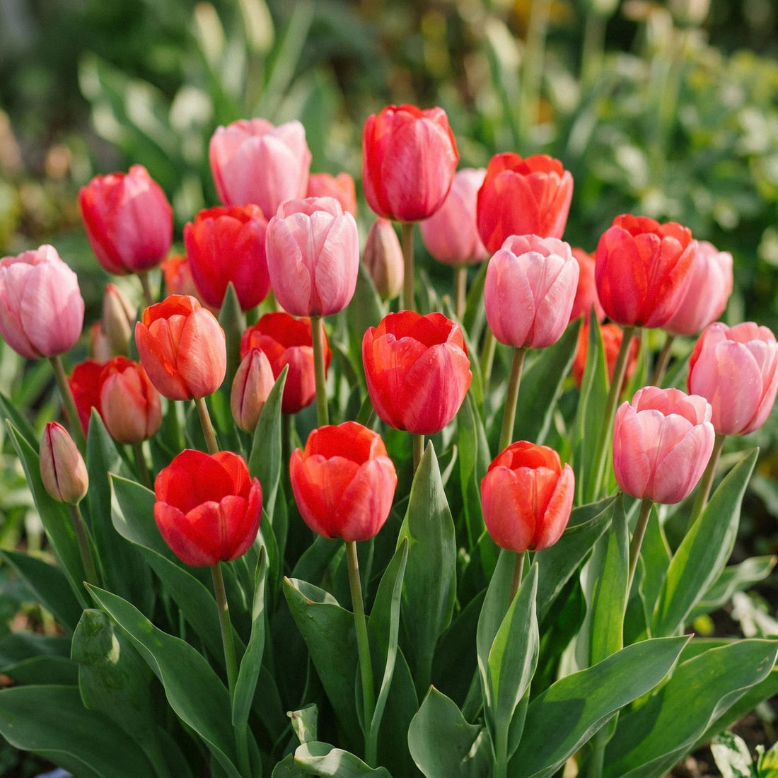 Tulpenmischung 'Red & Rosé Bouquet Mix'