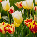 Tulpenmischung 'Rembrandt Mixed'