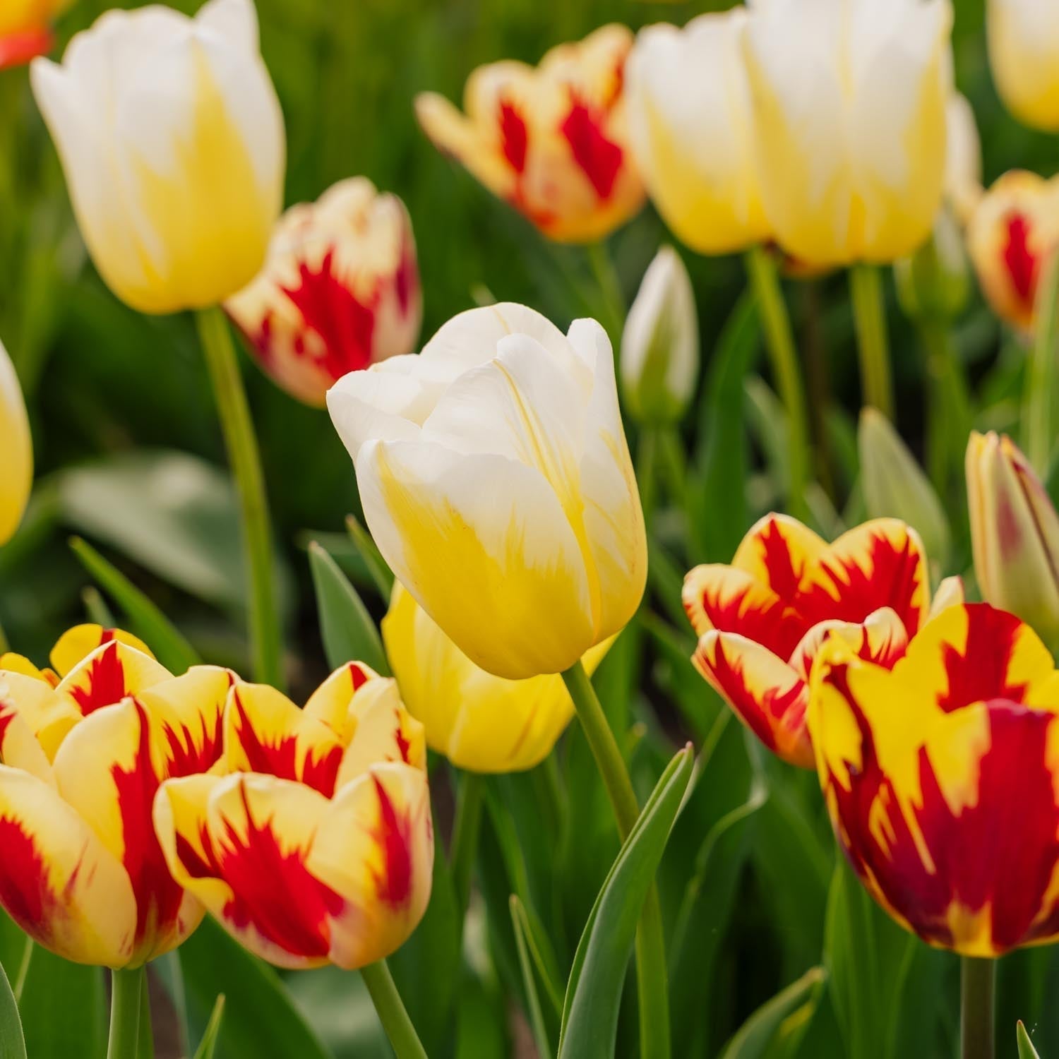Tulpenmischung 'Rembrandt Mixed'