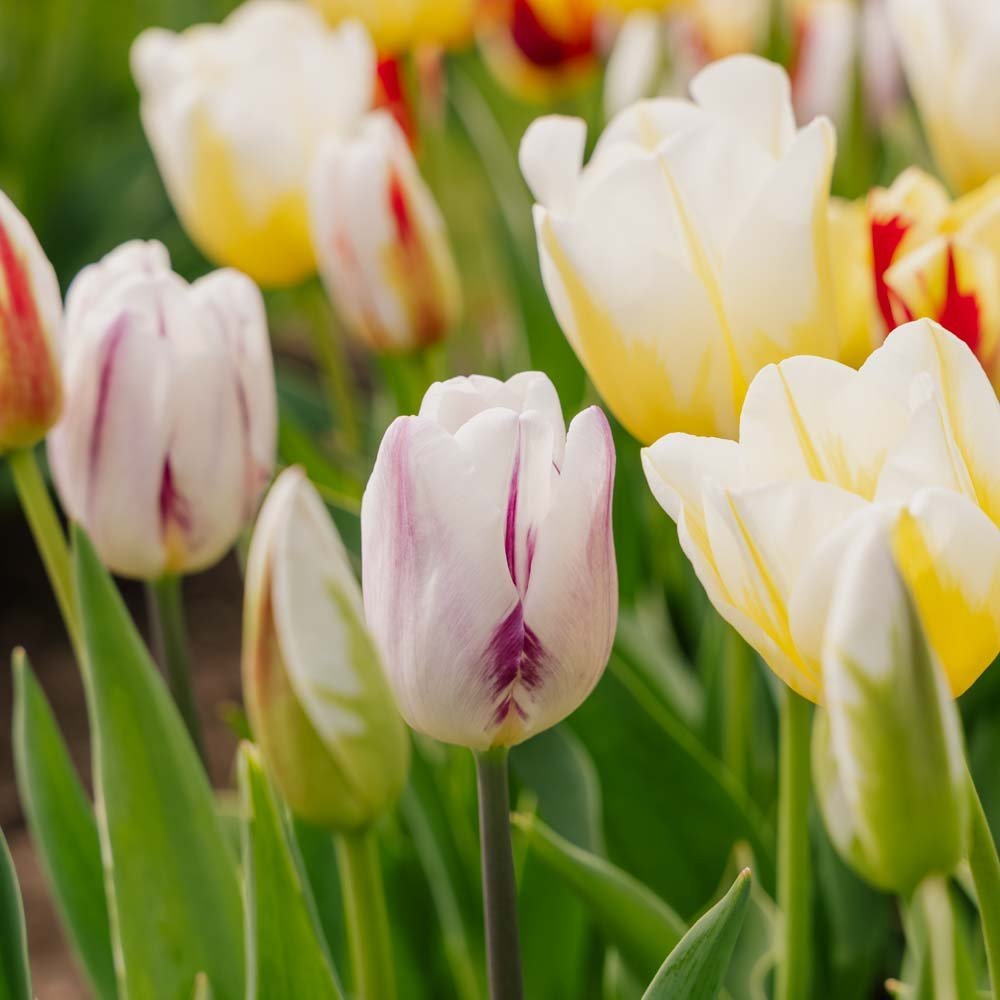 Tulpenmischung 'Rembrandt Mixed'
